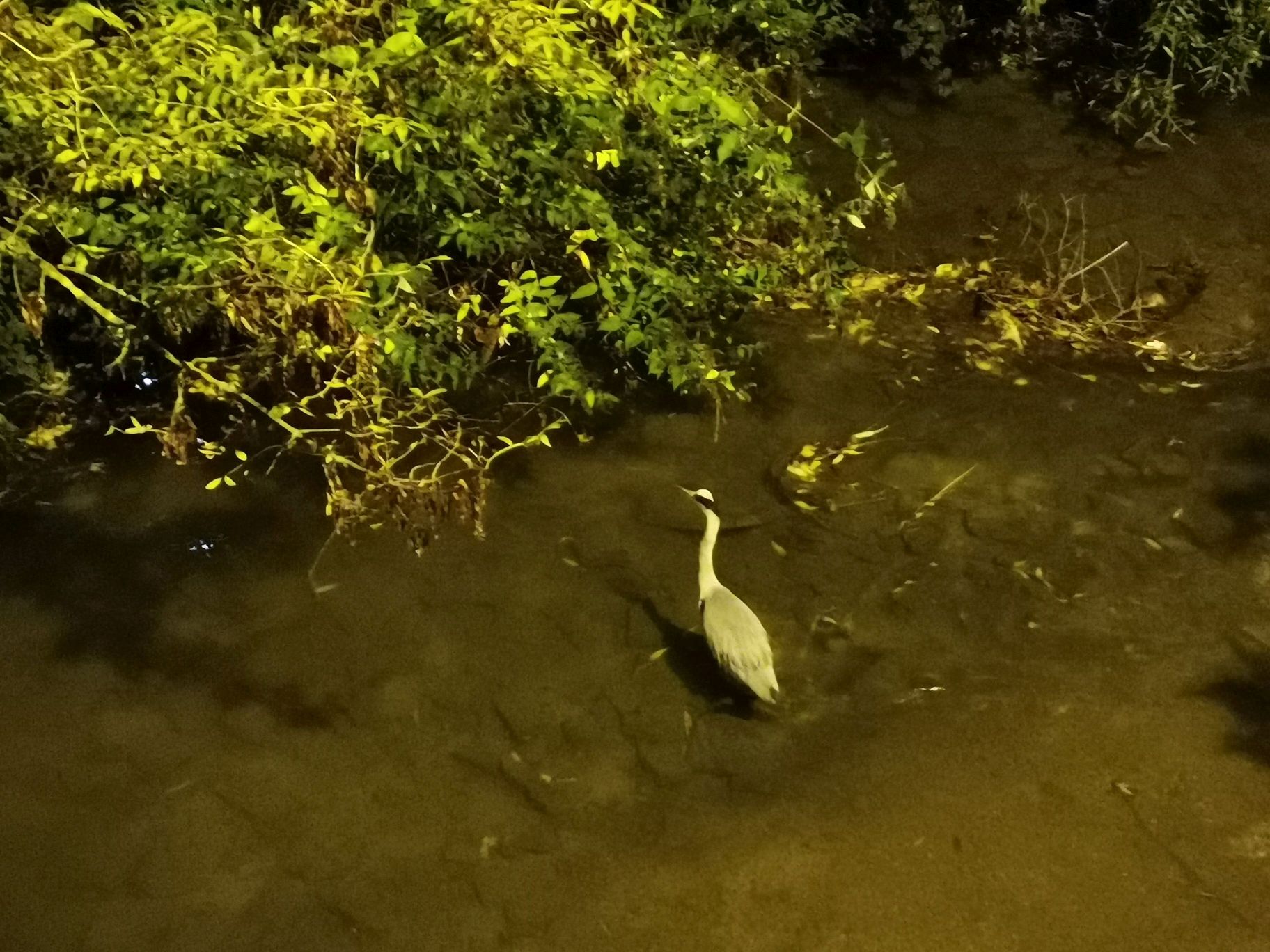 heron3