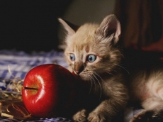 Millions should be compensated due to Apple's antitrust ways