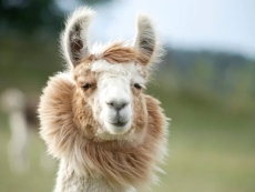 Mark Zuckerberg snubs his Llama in favour of OpenAI’s GPT-4