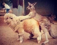 Swedish Volvo driving systems can't understand kangaroos