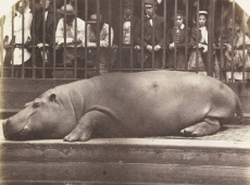 Foxconn "zookeeper" aims to be the world's biggest