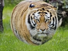 Intel's Tiger Lake shows performance gains