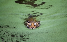 Tiger Lake's integrated graphics crushes Nvidia GPU