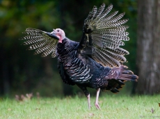 Boeing's dreamliner seems to be a flying turkey